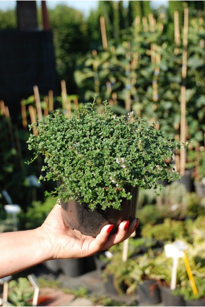 Тимьян лимонный Донна Валлей / Чабрец - 2л/вис.0-5см/Ø10-20см